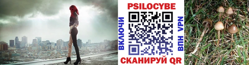 сколько стоит  Аркадак  Псилоцибиновые грибы Magic Shrooms 